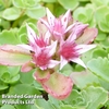 Sedum spurium 