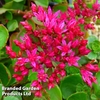 Sedum spurium 
