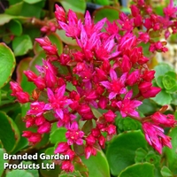 Sedum spurium 