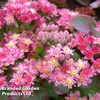 Sedum 