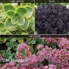 Sedum 