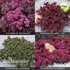 Sedum 
