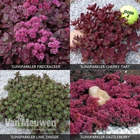 Sedum 