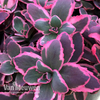 Sedum 