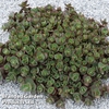 Sedum Sunsparkler Lime Zinger 30mm plug x 1