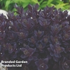 Sedum Sunsparkler Plum Dazzled 30mm plug x 1