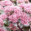 Sedum telephium 