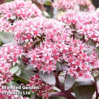 Sedum telephium 