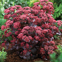 Sedum telephium 