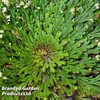 Selaginella lepidophylla (Rose of Jericho)