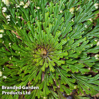 Selaginella lepidophylla (Rose of Jericho)