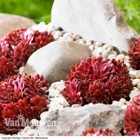 Sempervivum arachnoideum 