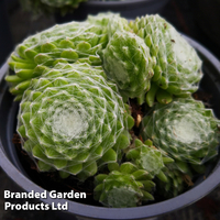 Sempervivum 