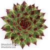 Sempervivum 