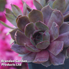 Sempervivum 