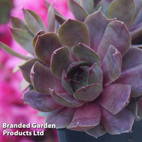 Sempervivum 