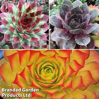 Sempervivum 