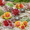 Sempervivum 