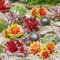 Sempervivum 