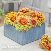 Sempervivum 