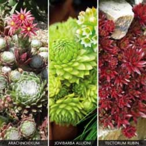 Sempervivum Collection - 3 plug plants