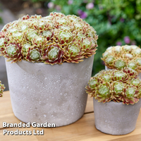 Sempervivum 