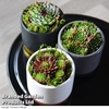 Sempervivum 