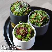 Sempervivum 