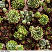 Sempervivum 