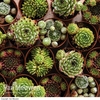 Sempervivum 