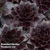 Sempervivum SUPERSEMPS® ?Onyx?