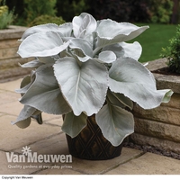 Senecio 