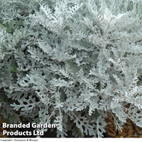Senecio cineraria 