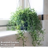 Senecio peregrinus 