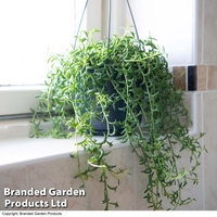 Senecio peregrinus 