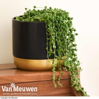 Senecio 