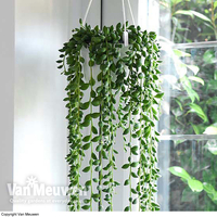 Senecio 
