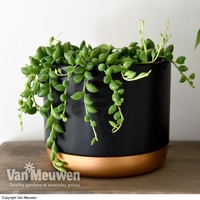 Senecio 