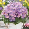 Senetti 