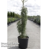 Sequoiadendron giganteum 