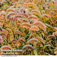 Setaria viridis 
