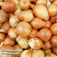Shallot 