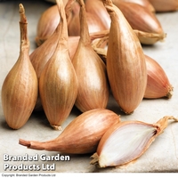 Shallot 
