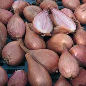 Shallot 