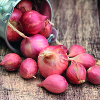 Shallot 