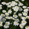 Shasta Daisy 