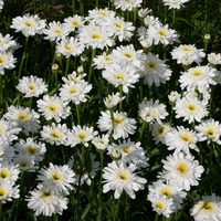 Shasta Daisy 