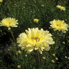 Shasta Daisy 