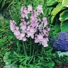 Sidalcea 
