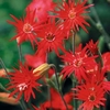 Silene Starburst - 12 plug plants